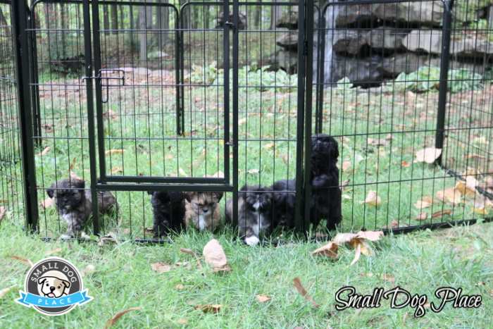 A litter of six Shih Tzu Puppies is enjoying the outside in the safety of their pet enclosure. A litter of six Shih Tzu Puppies is enjoying the outside in the safety of their pet enclosure.