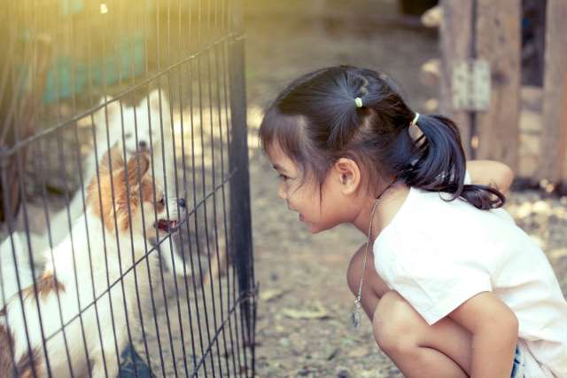 Pet Enclosures:  A small girl is interacting with a small dog in an enclosure