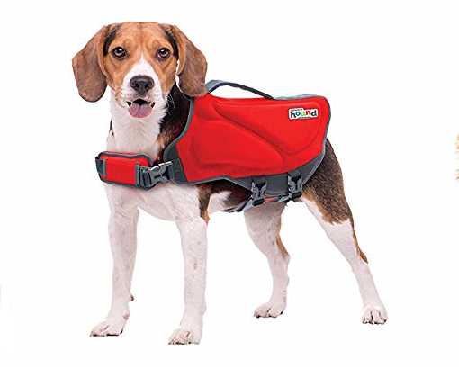 A beagle is wearing a PFD