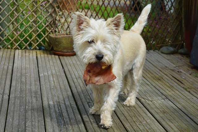 A small West Highland White Terrier is eating a piece of dried beef.