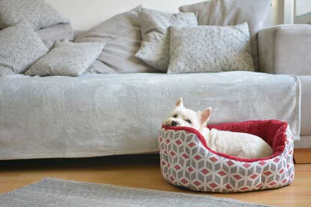 A room is shown with a covered sofa and a small West Highland White Terrier resting in a dog bed.