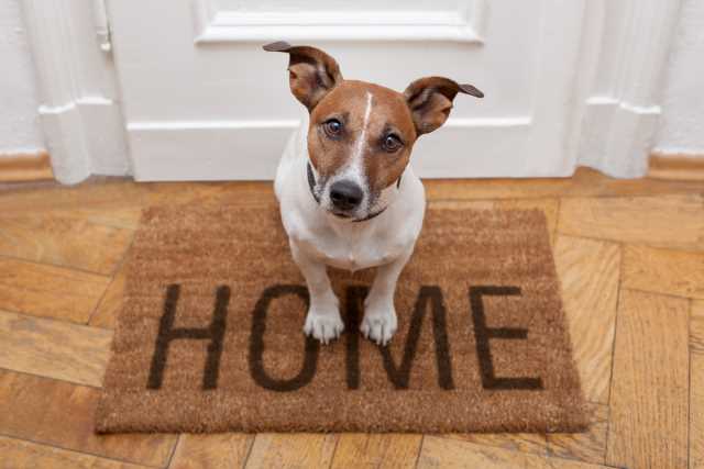 A Jack Russell Terrier is sitting on a mat labeled HOME in front of a front door.