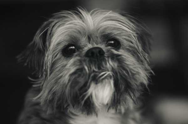 Shih Tzu Dog Shih Tzu Dog