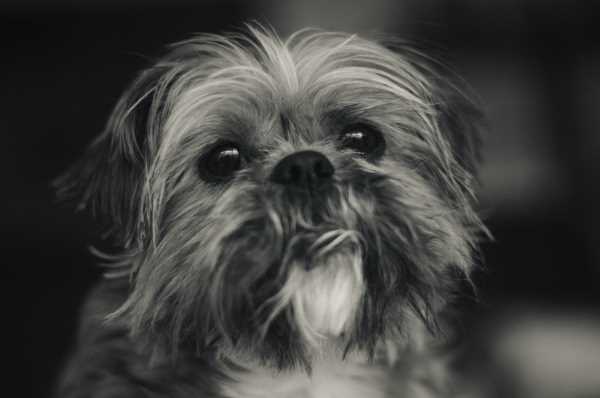 Shih Tzu Dog