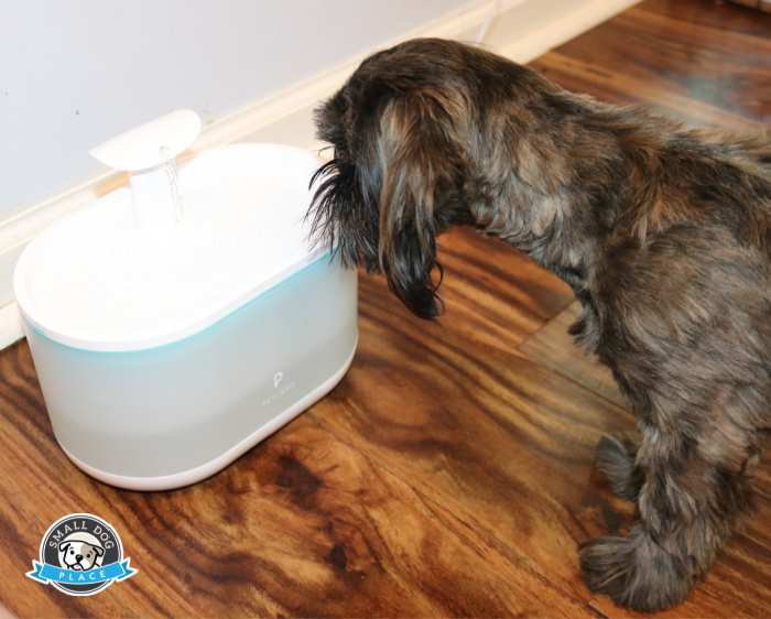A young Shih Tzu dog is drinking from an automatic pet water fountain.