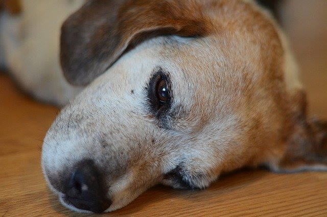 Phenobarbital for Dogs with seizure disorders