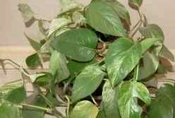 Philodendron Philodendron