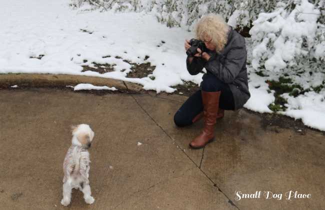 A small Shih Tzu is being photographed by her owner.
