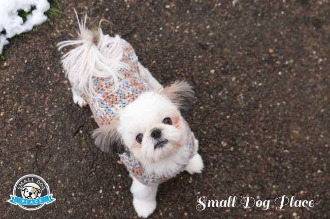 A small Shih Tzu is looking up at the camera