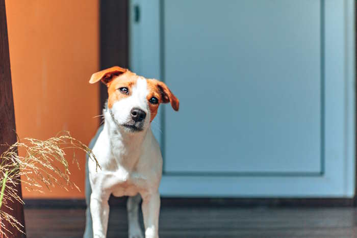 A Jack Russell Terrier is Standing 