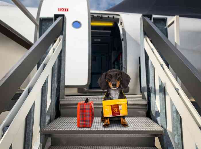 A small dog is sitting on the steps to board a plane