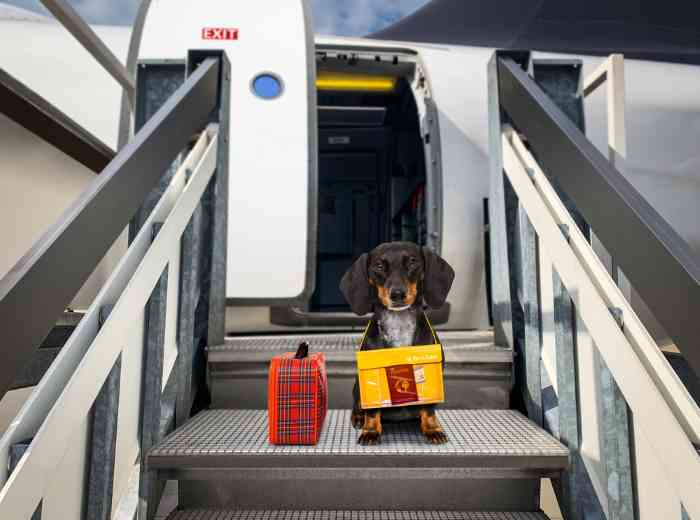 Small Dog is ready to board a plane