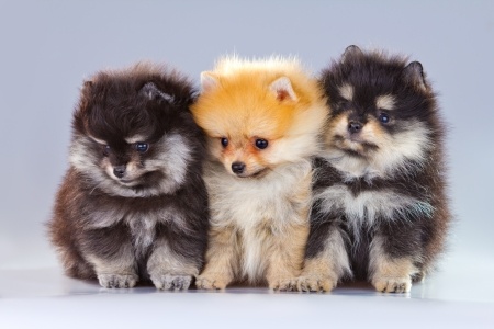 Three different colored pomeranian puppies sitting side by side