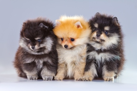 Three different colored pomeranian puppies sitting side by side Three different colored pomeranian puppies sitting side by side