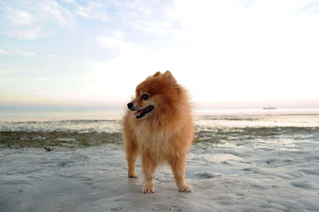 The pomeranian is standing on a sandy beach near a body of water. The pomeranian is standing on a sandy beach near a body of water.