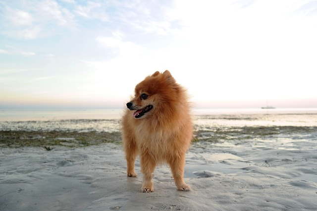 Pomeranian at the beach