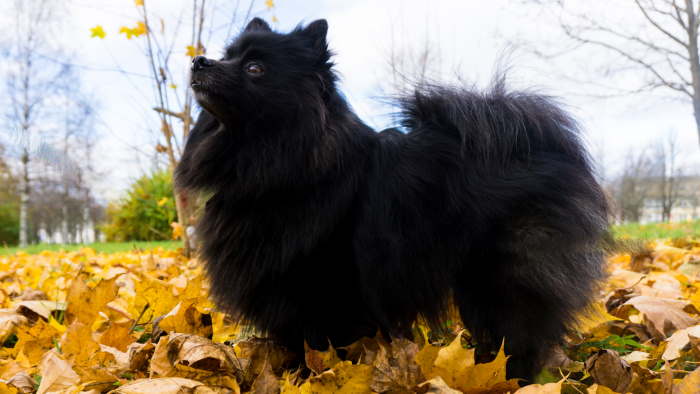 A black pomeranian is standing in a field filled with Autumn leaves