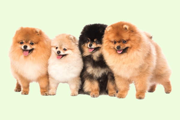 Four poms shown in different colors