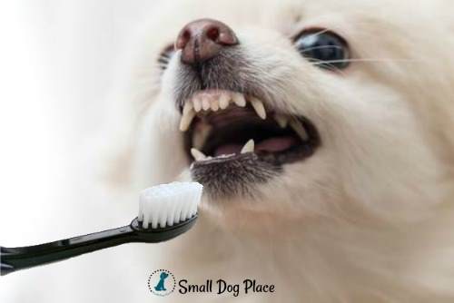 Pomeranian having his teeth brushed