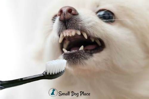 pomeranian-dental.jpg