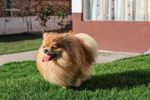 Red pom standing in the grass