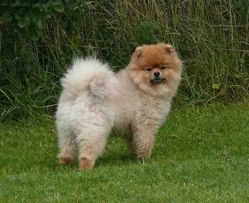 The Pomeranian, one of the smallest of the Spitz family lives upwards of 16 years.