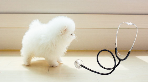 Small Pomeranian puppy and stethoscope