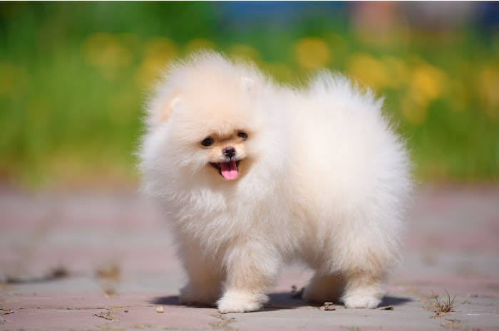 A young pomeranian puppy A young pomeranian puppy