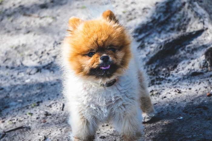 Red and White Pomeranian