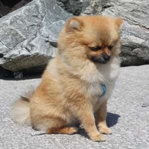 Pomeranian