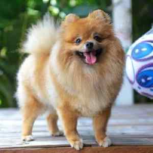 Pomeranian:  Number 22 in Popularity