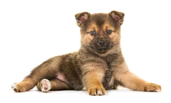 Husky and Pomeranian Mix or Pomsky (Pros and Cons of Mixed Breed Dogs) Husky and Pomeranian Mix or Pomsky (Pros and Cons of Mixed Breed Dogs)