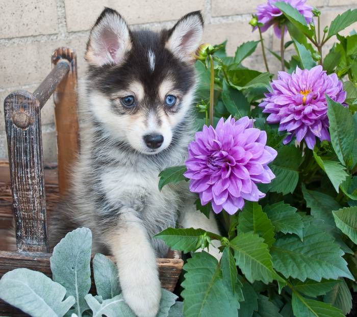 Pomsky:  Pomeranian and Siberian Husky