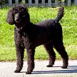 black toy poodle full grown