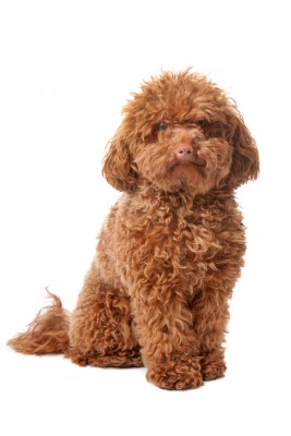 The toy poodle makes an excellent choice for a therapy dog.