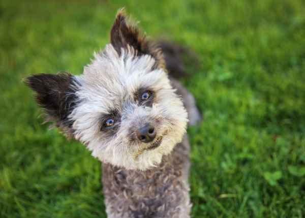 small mixed breed puppies