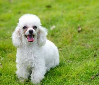 Toy poodles are the right size to make the perfect lap dog.