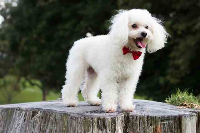 White toy poodle standing on a log