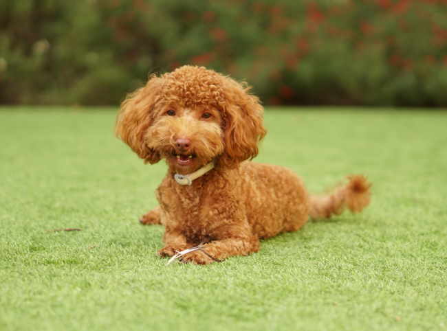Red poodle lying in the grass