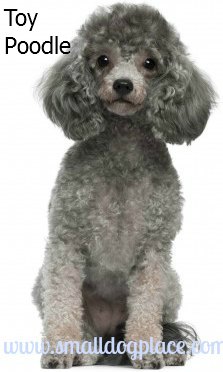 Poodles:  Small dogs good with children