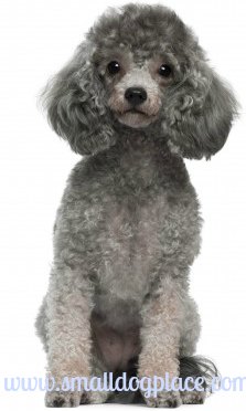 Silver colored toy poodle