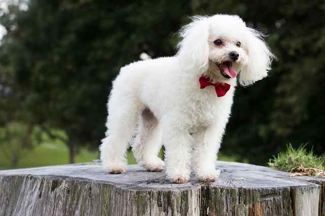 Since Poodles are more hypoallergenic than others, they make good therapy dogs for those with allergies.