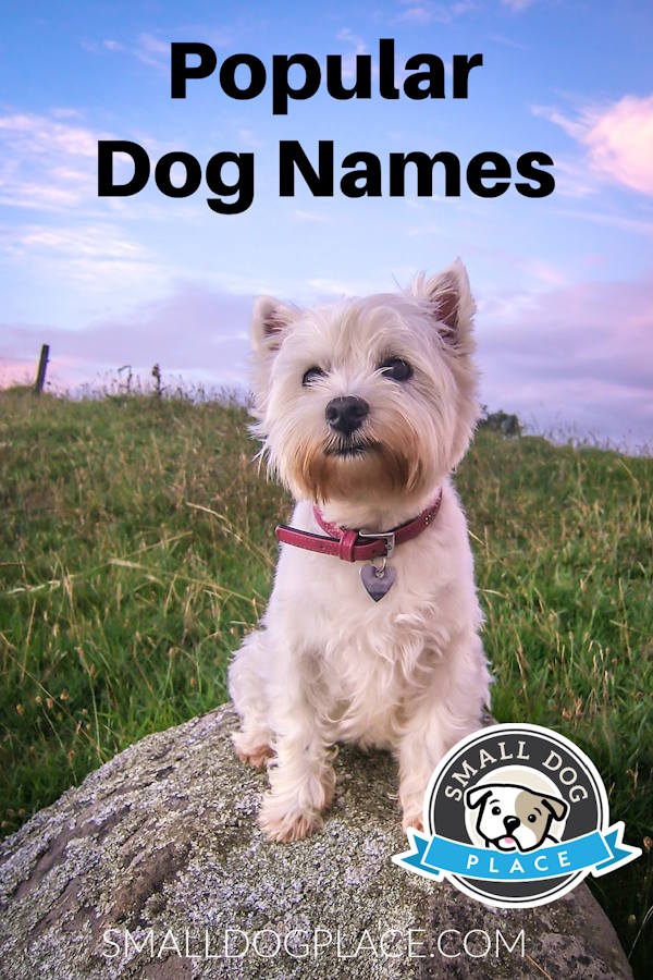 A small dog (West Highland White Terrier) on a pin image