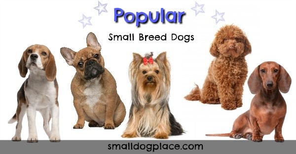 Group of Popular Small Breed Dogs