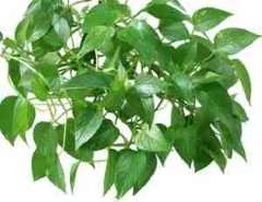 Pothos Pothos