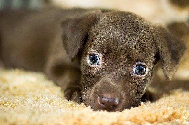 Prednisone for Dogs Prednisone for Dogs