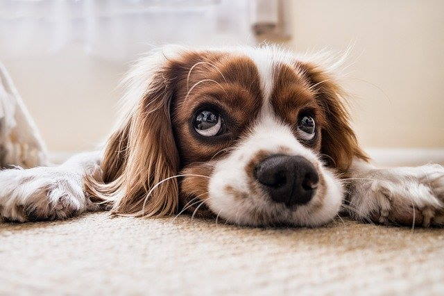 Cavalier King Charles Spaniel