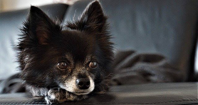 Chihuahua on Prednisone for dogs