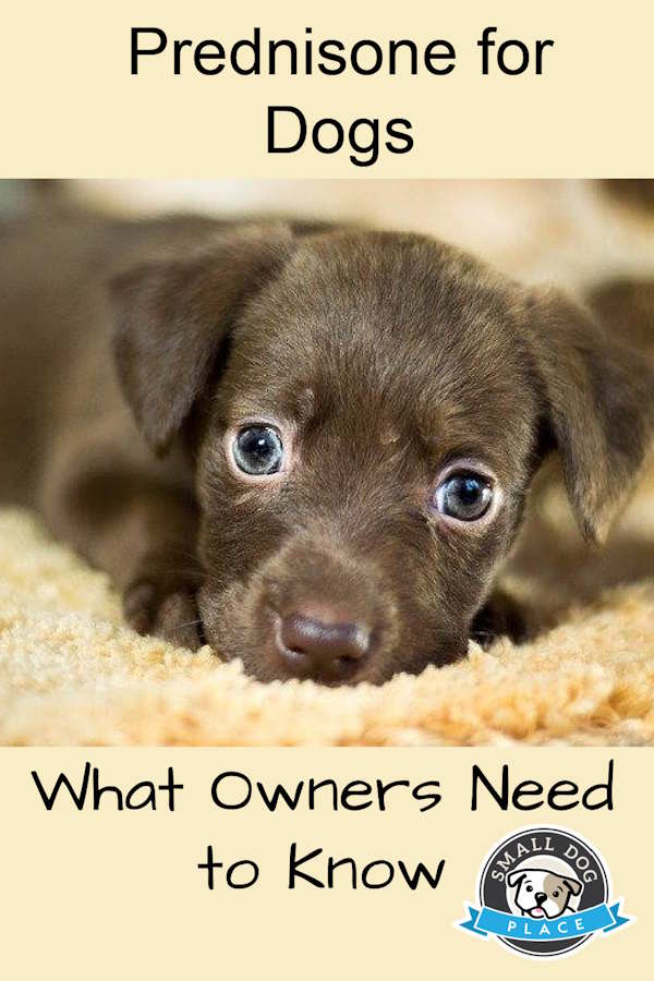 Prednisone for Dogs:  Pin Image Prednisone for Dogs:  Pin Image
