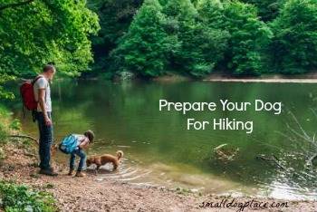 Prepare your dog for hiking